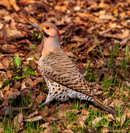 Northern Flicker