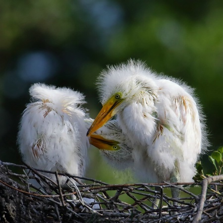 Baby Egrets