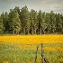 © Pamela Bosch PhotoID # 15720062: The Yellow Meadow #1