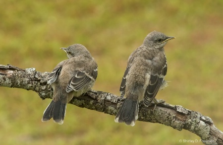 Mockingbird Siblings