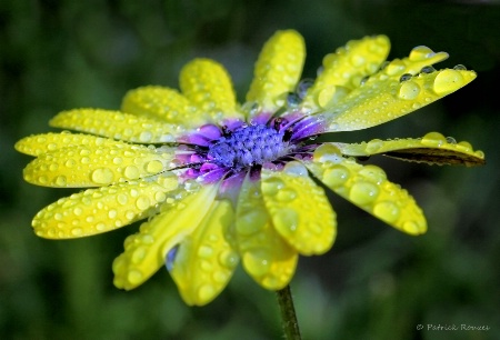 Afternoon Rain