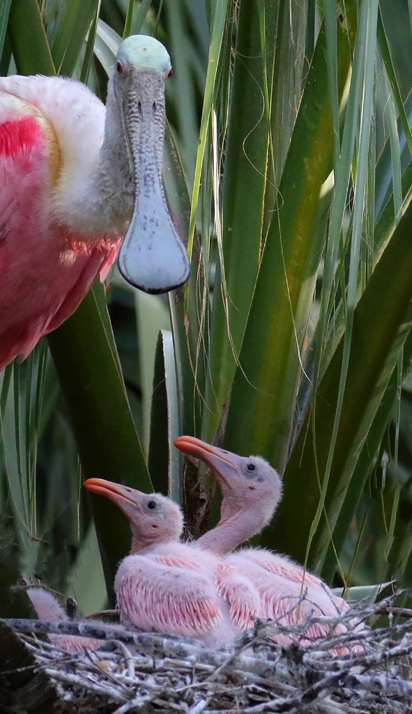 Spoonbill and Babies