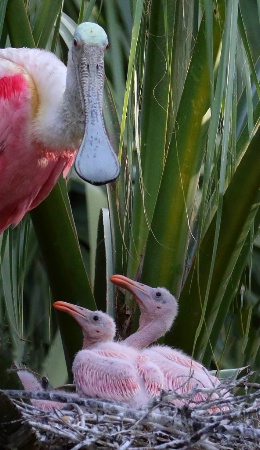 Spoonbill and Babies