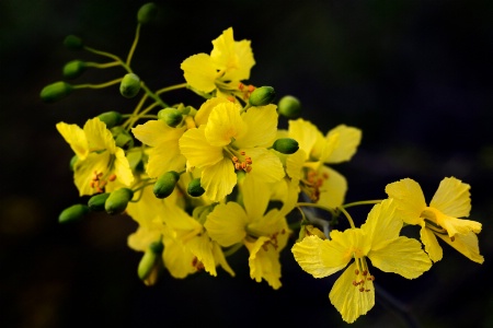 Blossoms and Buds