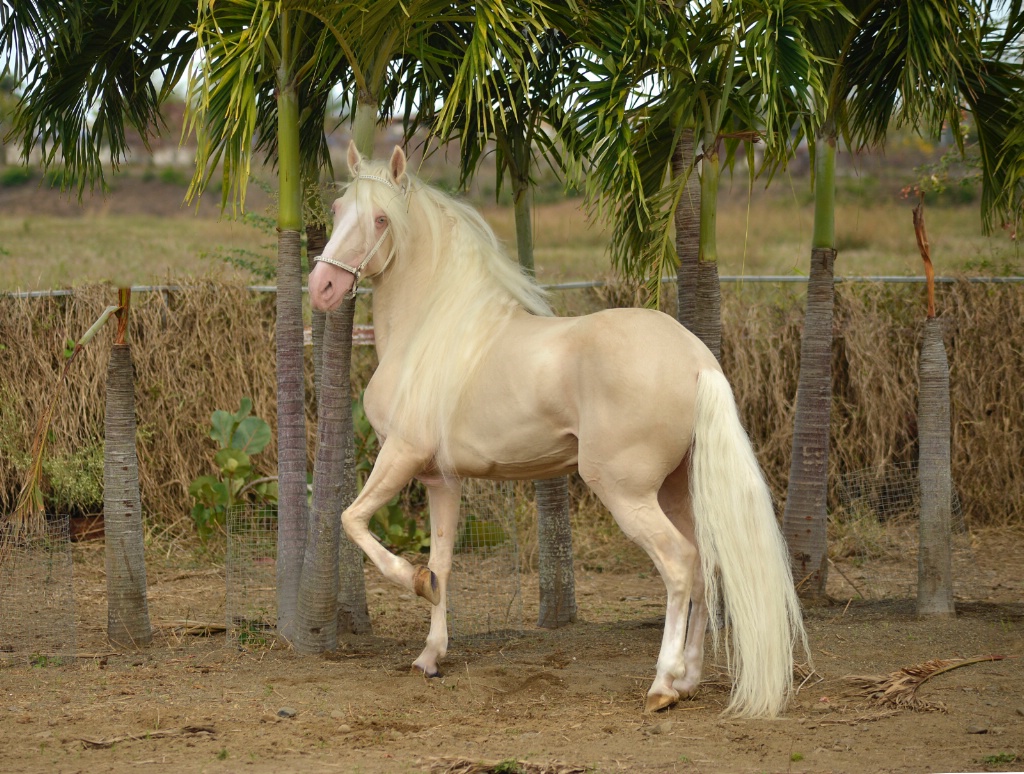 The Cremello Stallion