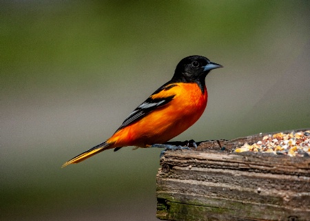 Baltimore Oriole