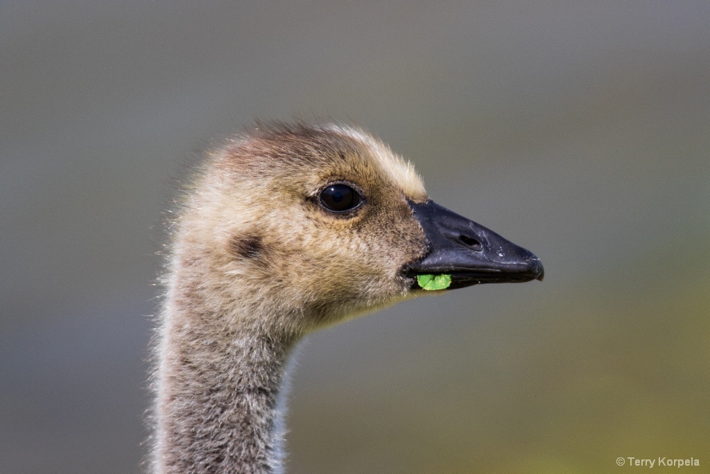 33 Day Old Gosling - ID: 15721418 © Terry Korpela