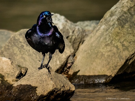 Purple Grackle