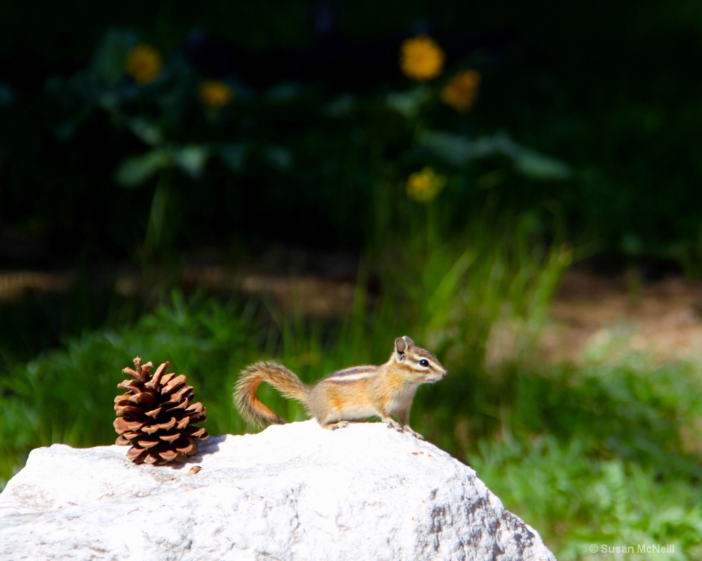 Chipmunk on a Rock