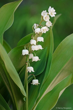 Lily of the Valley