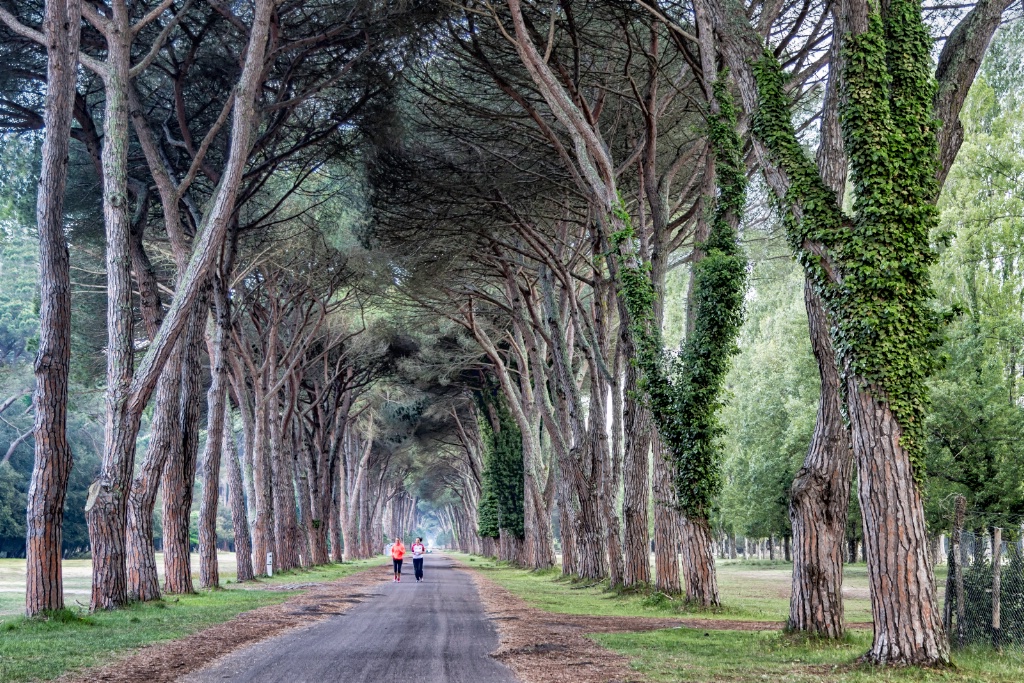 Tree Tunnel Run  3106