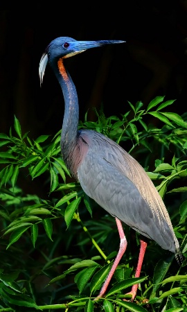 Tri Colored Heron