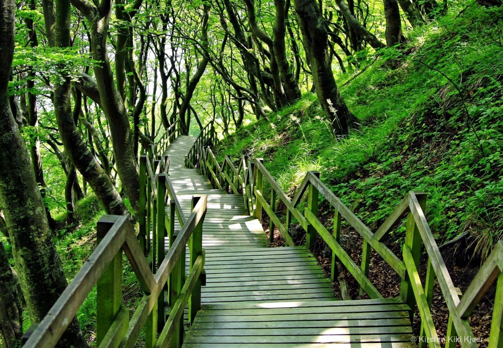 Stairs Through the Woods