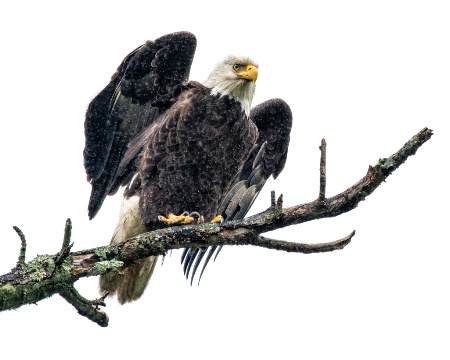 Eagle South Jersey