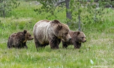 Grizzly 399 most photographed bear 