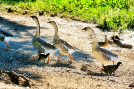 Lunch Line