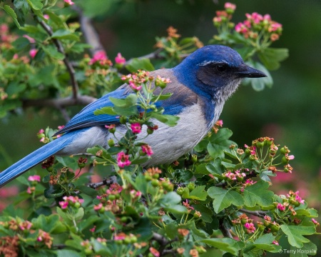 California Scrub-jay