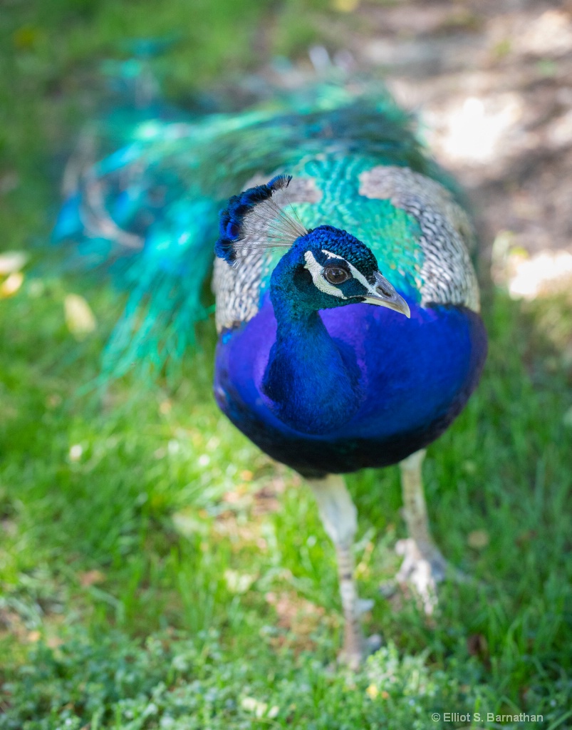 Peacock - ID: 15724347 © Elliot Barnathan